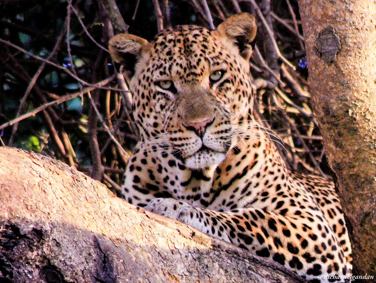 Exploring Uganda’s Big Five